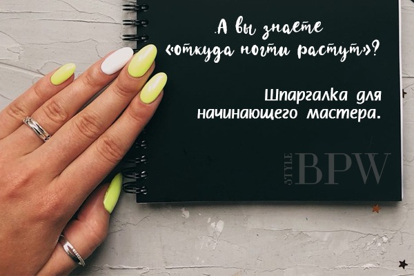 Фото А вы знаете «откуда ногти растут»? Шпаргалка для начинающего мастера. из категории Страничка мастера маникюра. Делимся профессиональными секретами