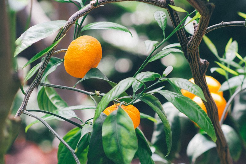 Дерево апельсина выбрали из-за его полезных свойств