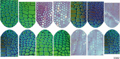 Слайдер-дизайн Змеиная шкура из каталога Цветные на светлый фон, в интернет-магазине BPW.style